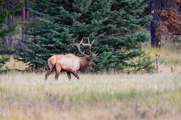 Renne Debout Dans Forêt Avec Des Arbres Arrière Plan — Photo