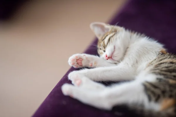 Mor Bir Kanepede Uzanmış Sevimli Bir Kedi Yavrusu — Stok fotoğraf