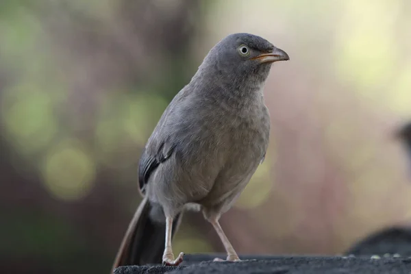 Suave Foco Balbuceador Selva Posado Una Cornisa Bosque — Foto de Stock