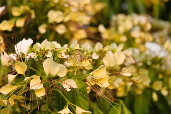 在阳光灿烂的日子里 植物上长着白花瓣的美丽花朵的特写 — 图库照片