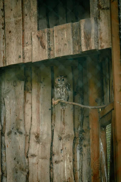 Vertical Shot Owl Perched Wooden Structure Zoo — Stock Photo, Image