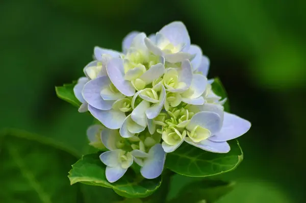 Een Close Shot Van Mooie Hortensia Bloemen Een Wazige Achtergrond — Stockfoto