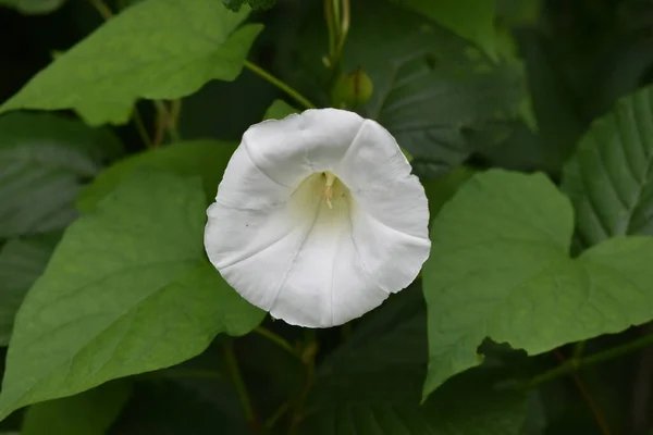 Primer Plano Una Flor Blanca Setos Con Hojas Verdes — Foto de Stock