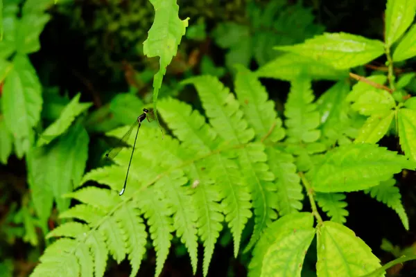 Närbild Gröna Ormbunksblad Skog — Stockfoto