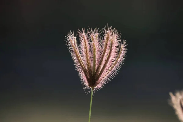 Een Zachte Focus Van Pluizig Gras Bloemen Bloeien Een Veld — Stockfoto