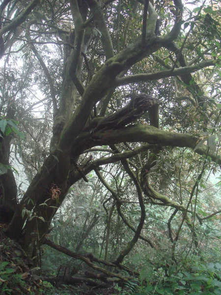 Een Grote Groene Boom Met Lang Gestructureerde Takken — Stockfoto