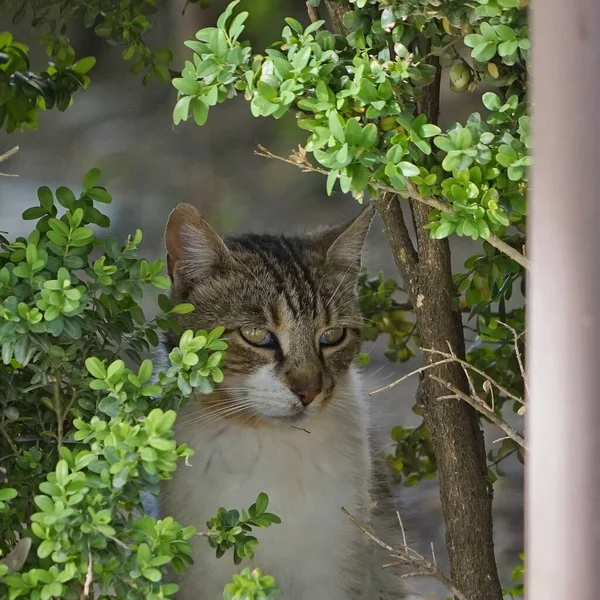 Een Schattige Tabby Kat Verstopt Schaduw Tussen Groene Planten Een — Stockfoto