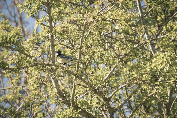 Small Great Tit Bird Perched Twig Tree — Stockfoto
