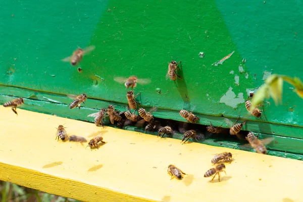 Group Bees Green Apiary Field — Stock Photo, Image