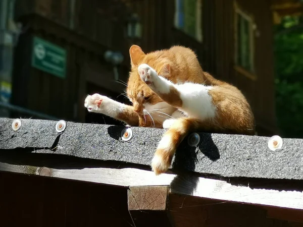 Nahaufnahme Einer Gelben Katze Garten — Stockfoto