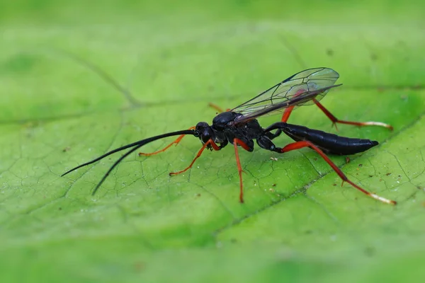 Macro Van Een Ichneumon Wesp Buathra Laborator Een Groen Blad — Stockfoto