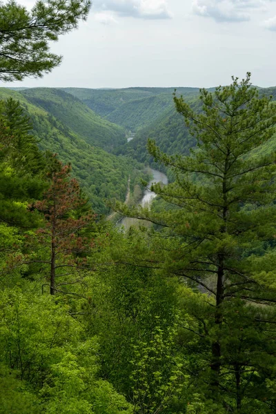 Tiro Vertical Árvores Floresta — Fotografia de Stock