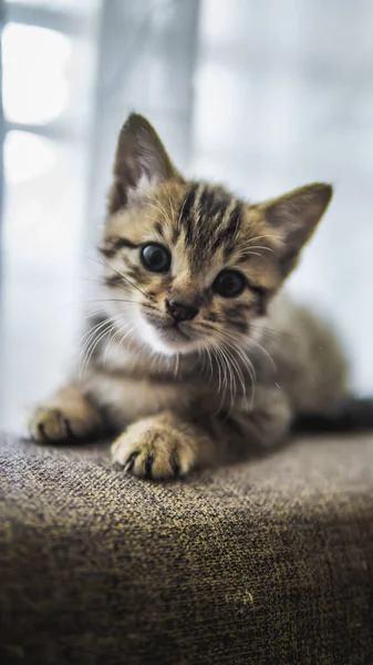 소파에 카메라를 귀여운 줄무늬 고양이의 — 스톡 사진