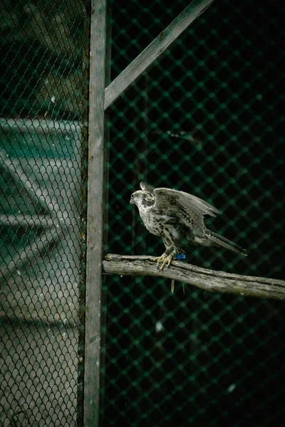 Ein Vertikaler Schuss Eines Adlers Einem Gehege Einem Zoo — Stockfoto