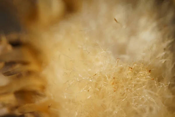 Closeup Shot Fluffy Soft Plant — Stock Photo, Image