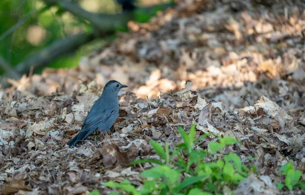 Primo Piano Volantini Del Vecchio Mondo — Foto Stock