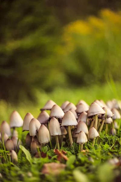 草の上に生えている真菌の垂直閉鎖ショット — ストック写真
