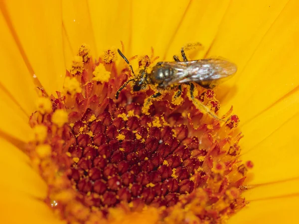 Eine Nahaufnahme Einer Biene Beim Sammeln Des Nektars Einer Gelben — Stockfoto