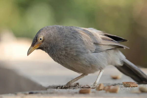 पसरल बलरच — स्टॉक फोटो, इमेज