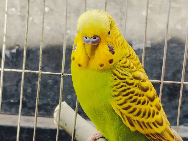 Gros Plan Une Drôle Perruche Longue Queue Assise Dans Cage — Photo