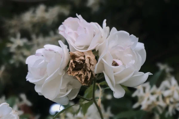 Közelkép Fehér Bazsarózsa Virágokról Kertben — Stock Fotó