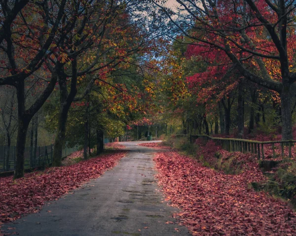 Caminho Colorido Parque Outono — Fotografia de Stock