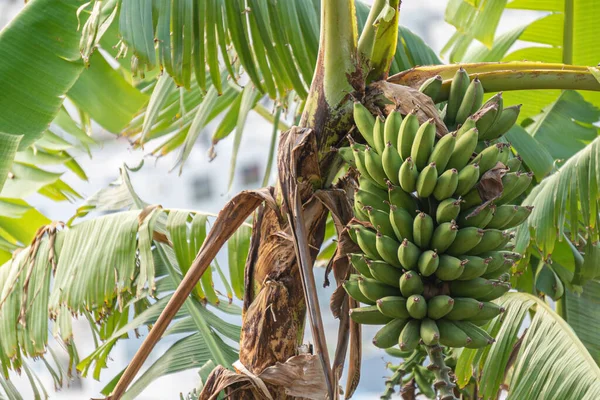 Tiro Close Bananas Verdes Amadurecendo Uma Palmeira — Fotografia de Stock