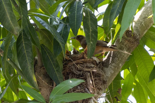 Eine Vogelmutter Die Dicht Neben Ihren Küken Ihrem Nest Steht — Stockfoto
