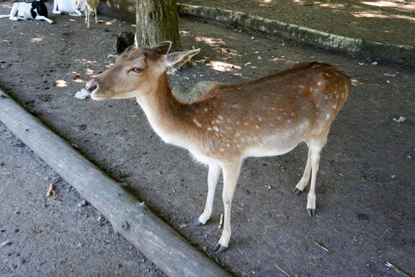 Shot Deer Zoo — Stock Photo, Image