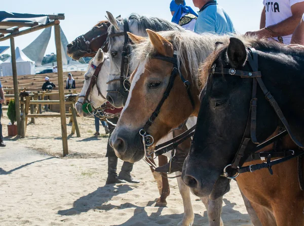 長い馬と部分的なハーネスを持つ馬のクローズアップショット — ストック写真