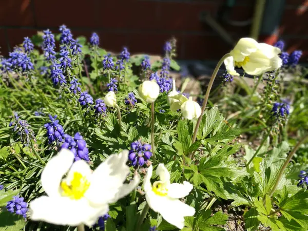 Primo Piano Fiori Selvatici Fiore Prato — Foto Stock