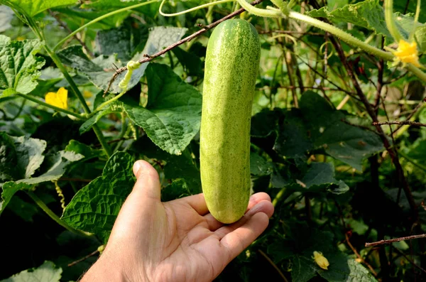 Hand Holding Newly Grown Cucumbers Plant — Stock Photo, Image