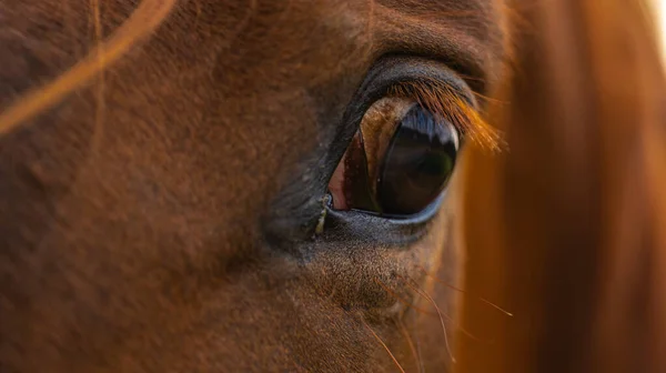 Eine Nahaufnahme Des Auges Eines Braunen Pferdes Auf Verschwommenem Hintergrund — Stockfoto