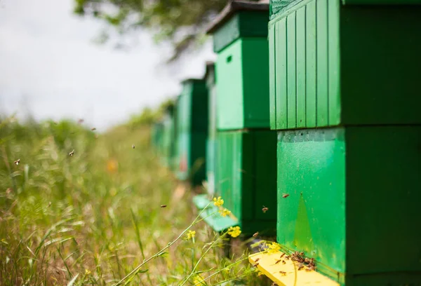 Eine Reihe Von Bienenständen Auf Dem Feld — Stockfoto