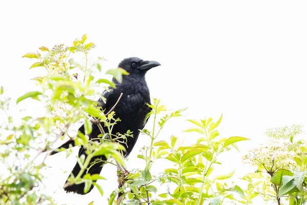 Fier Corbeau Noir Debout Autour Feuilles Vert Vif Illuminé Par — Photo