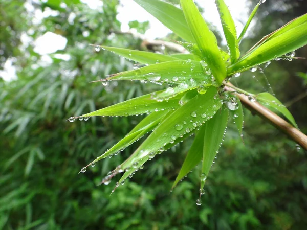 Closeup Shot Green Plant Water Droplets — Stock Photo, Image