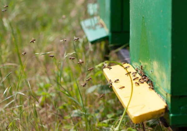 Grupo Abejas Colmenar Verde Campo —  Fotos de Stock