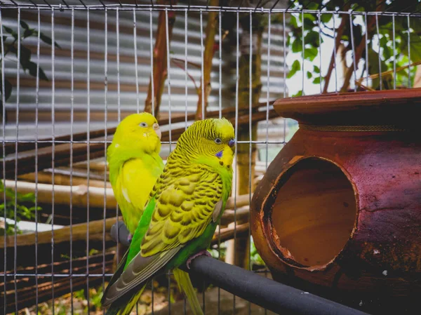 Tiro Close Orçamento Uma Gaiola — Fotografia de Stock