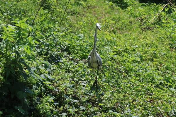 Primo Piano Airone Una Foresta Con Una Natura Verde Lussureggiante — Foto Stock