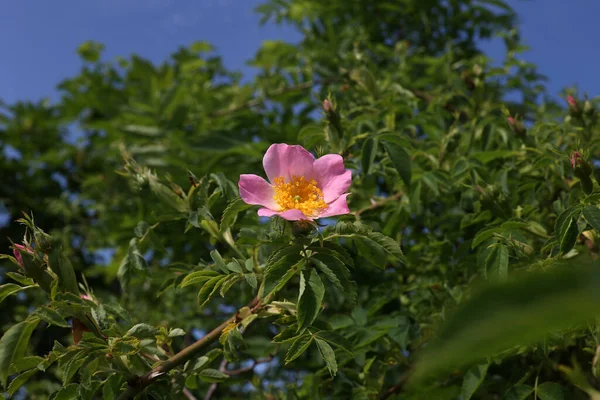 Primer Plano Una Flor Rosa Silvestre Color Rosa Claro Que —  Fotos de Stock