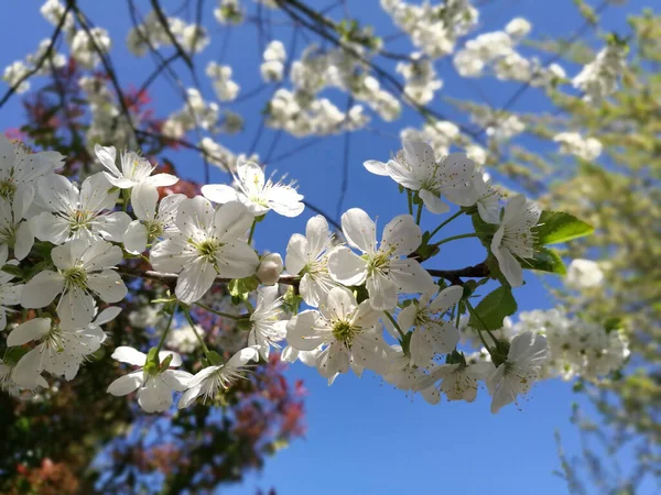 Eine Nahaufnahme Von Blühenden Kirschblütenblumen — Stockfoto