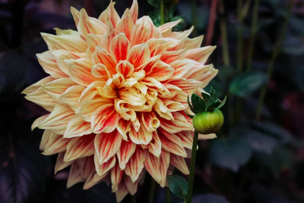 Vacker Utsikt Över Blommor Med Rosa Kronblad Som Växer Busken — Stockfoto