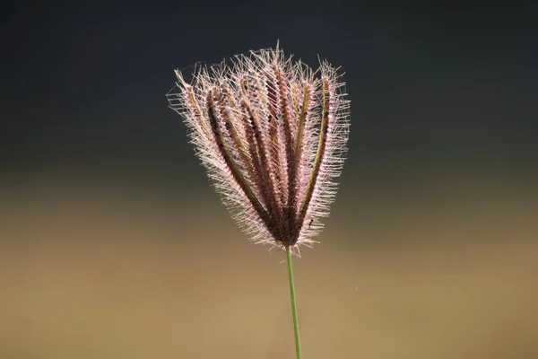 Ein Weicher Schwerpunkt Flauschiger Grasblumen Die Auf Einem Feld Blühen — Stockfoto