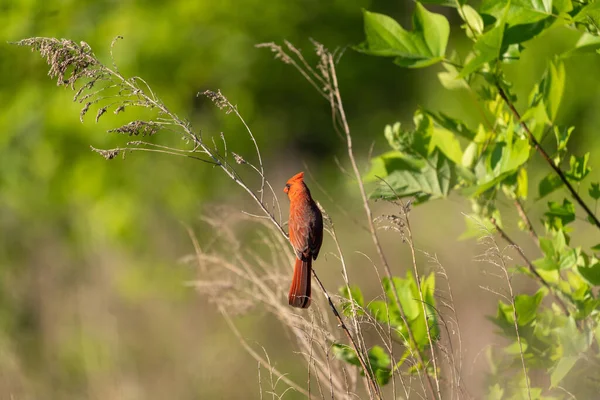 小枝の上の美しい鳥のクローズアップショット — ストック写真