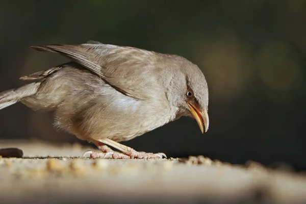 Ormandaki Bir Çıkıntıya Tünemiş Gevezenin Yumuşak Odağı — Stok fotoğraf