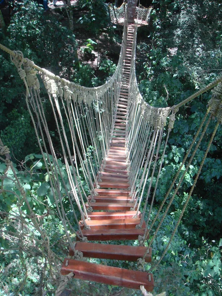 Eine Vertikale Aufnahme Einer Langen Hölzernen Hängebrücke Über Einem Wald — Stockfoto