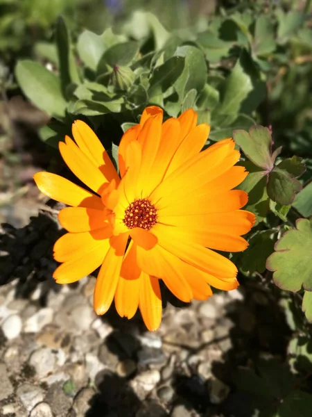 Çiçekli Bir Kadife Çiçeğinin Dikey Yakın Çekimi — Stok fotoğraf
