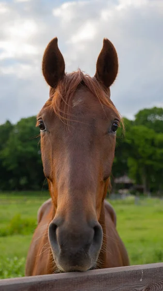 Портрет Красивого Коричневого Коня Тлі Поля — стокове фото