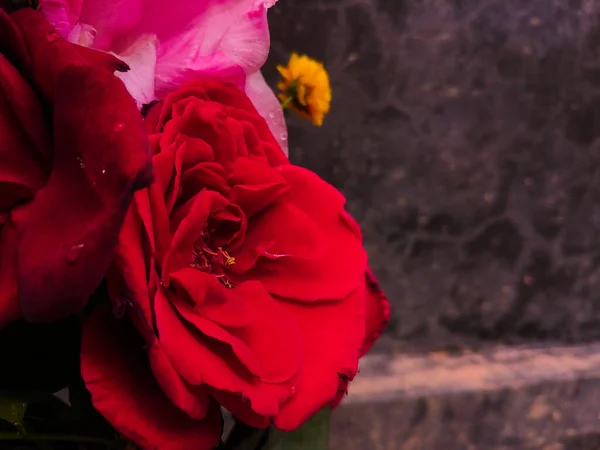 Uma Vista Close Belas Flores Com Pétalas Vermelhas Crescendo Planta — Fotografia de Stock