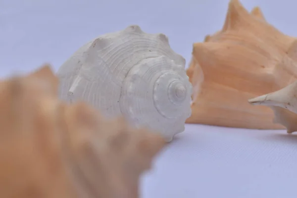 Closeup Shot Dried Seashells White Surface — Stock Photo, Image